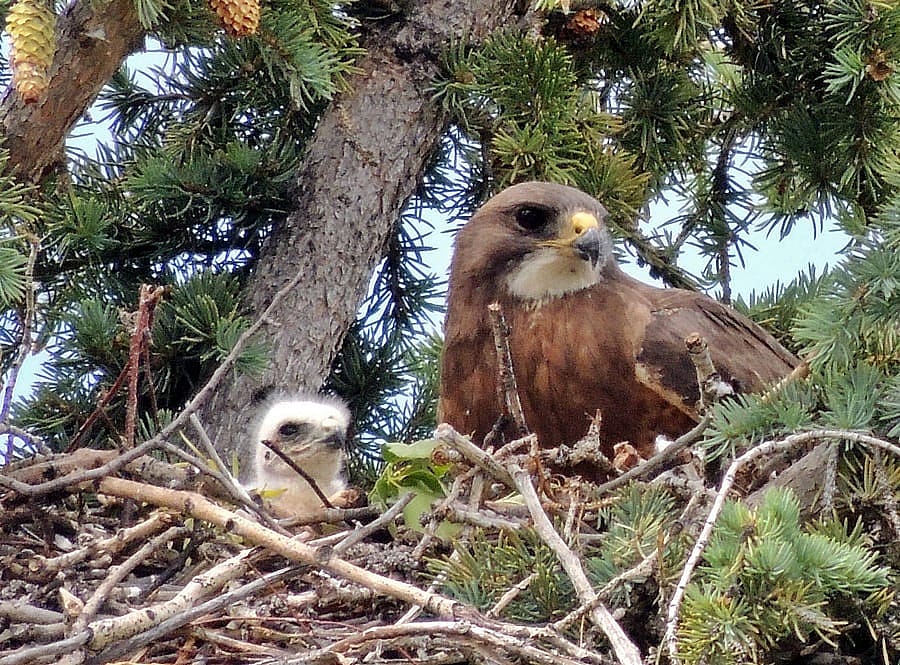 Swanson's Hawk with a Chick