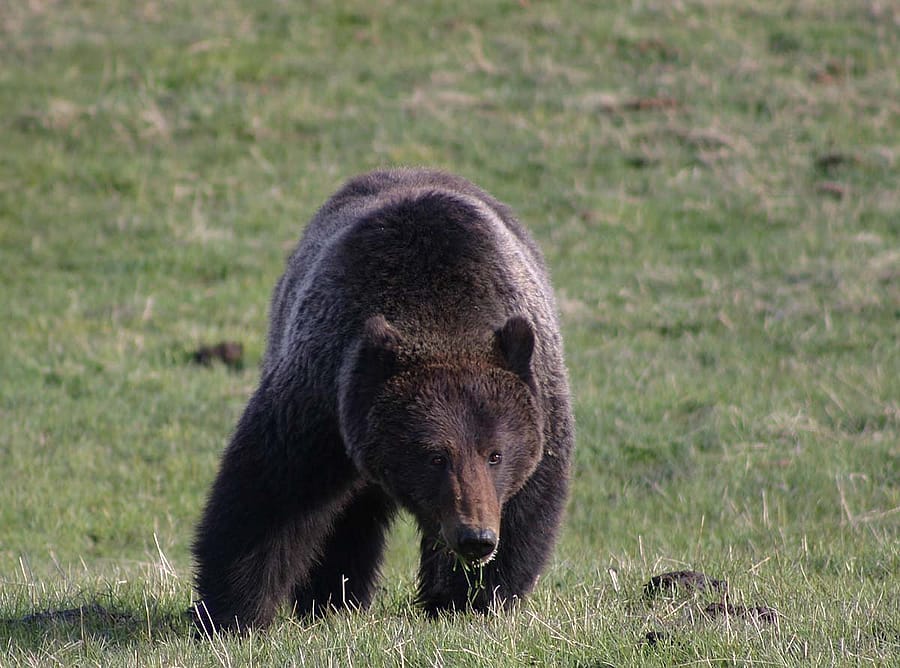Those in the field expedition could only hope a grizzly bear would be part of the "Predator Parade." C.R. Preston photo.