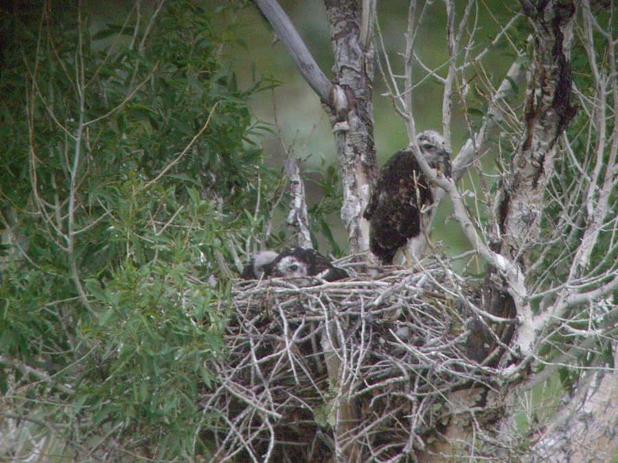 Field Expedition participant Wendy Johnson took this photo of the hawk nest through the spotting scope.