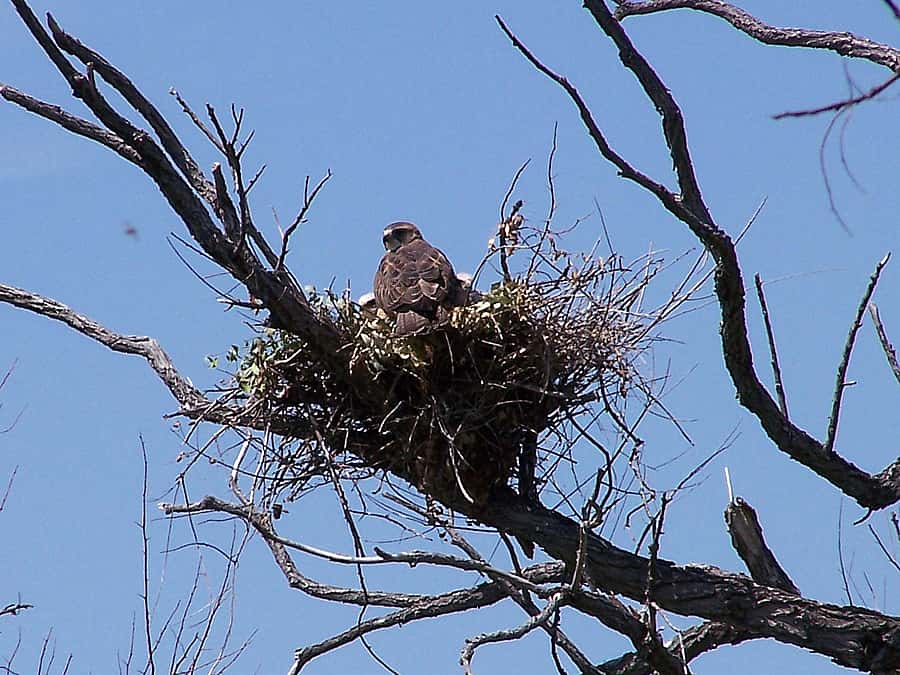 Parent Swainson's Hawk tending to chicks in a stick nest in a tree.