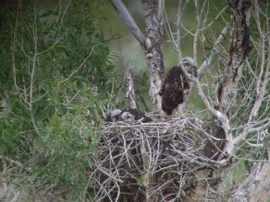 Field Expedition participant Wendy Johnson took this photo of the hawk nest through the spotting scope.