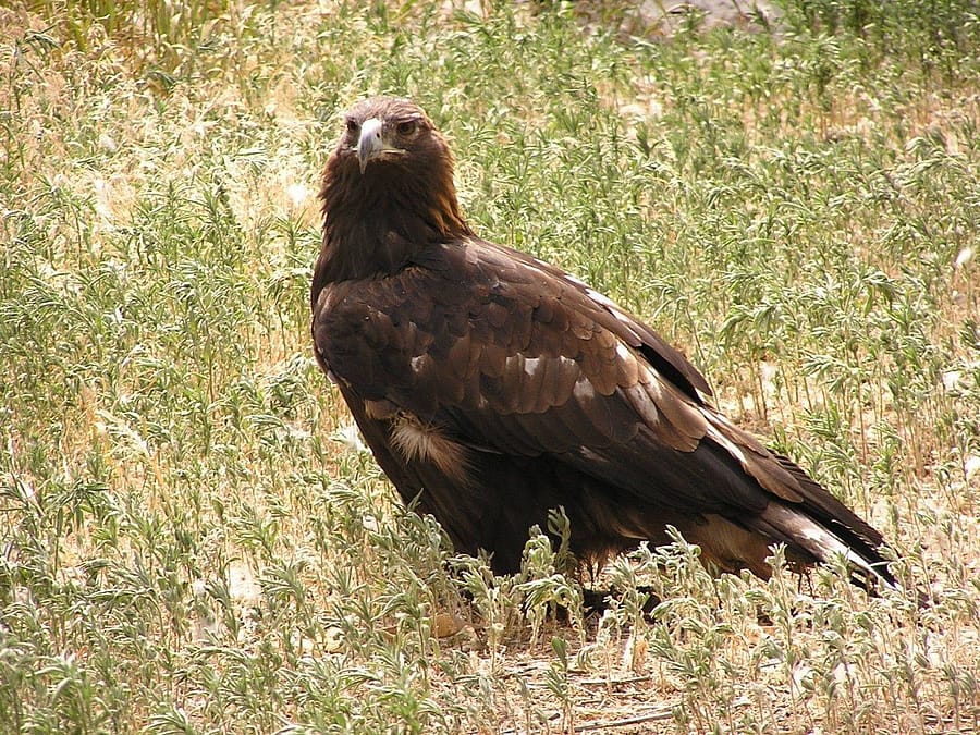 Golden eagle