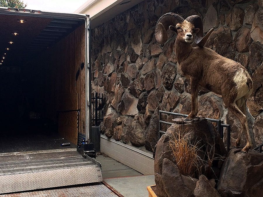Boone & Crockett bighorn sheep by truck.