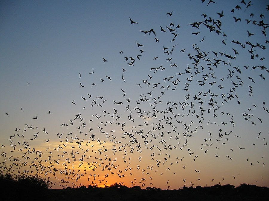 Out flight of bats at Frio Cave near Concan, Texas, 2005. Thomas Kunz, Boston University. Photo courtesy Texas Parks and Wildlife Department.