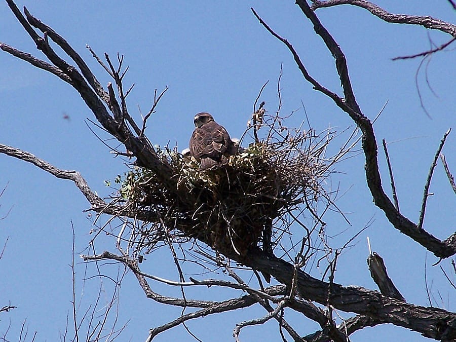 Parent Swainson's Hawk tending to chicks in a stick nest in a tree.