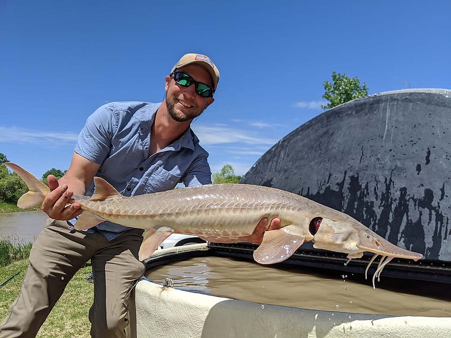 Joe Skorupski, in his element, poses with a sturgeon. Courtesy photograph. He discusses cutthroat trout in the Bighorn Basin at the April 6, 2023 Draper Natural History Museum lunchtime expedition.