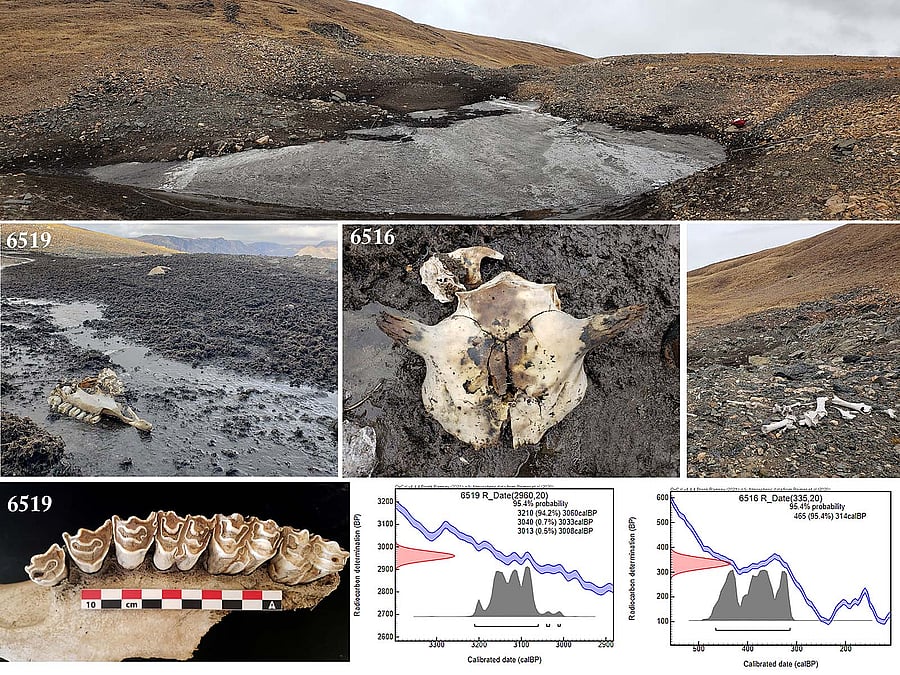 Ice patch site, with radiocarbon dating graphs.