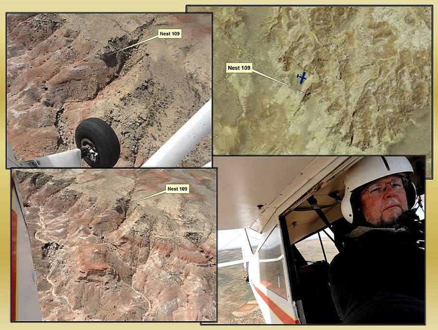 Pilot Richard Jones has been spotting and mapping golden eagle nest sites for the Draper Museum study since 2009. Photograph by Richard Jones.