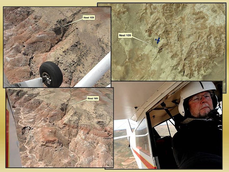 Pilot Richard Jones has been spotting and mapping golden eagle nest sites for the Draper Museum study since 2009. Photograph by Richard Jones.