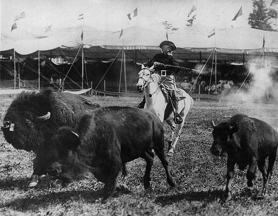 William F. Cody on horseback shooting in arena with running buffalo. Brown Brothers, New York. Sepia toned reproduction photograph, ca. 1905. MS6 William F. Cody Collection. P.69.1002