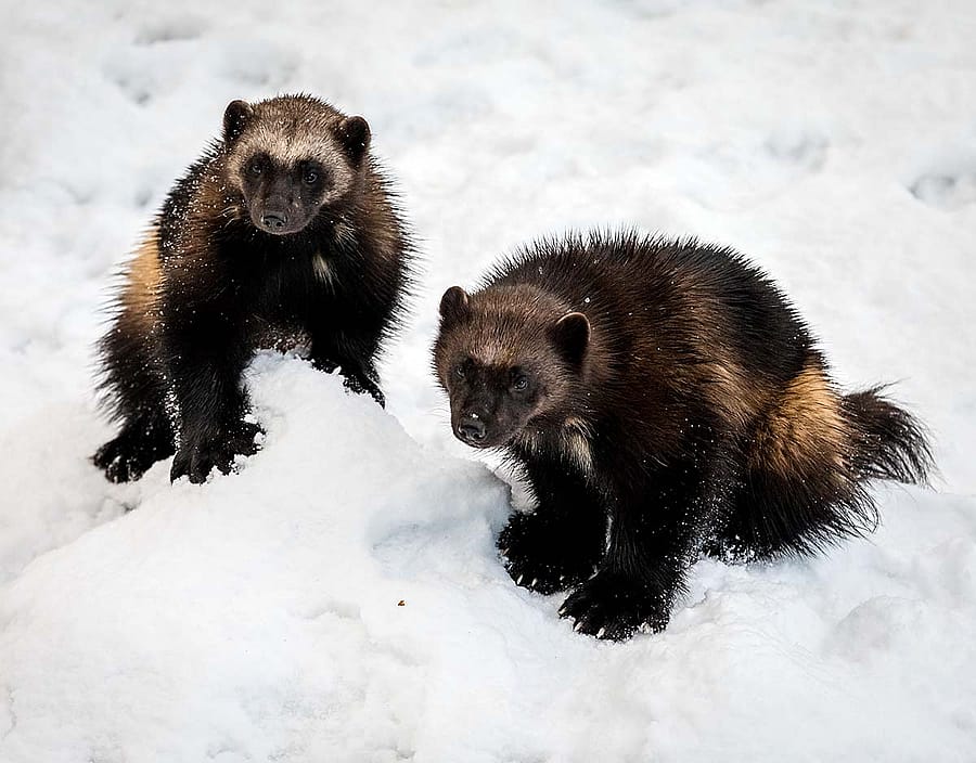Wolverines look like a cross between a bear and a dog, but are actually the largest and fiercest member of the weasel family. They have thick, dark brown fur with long, glossy hairs and a lighter-colored stripe running the entire length of each side of their body to the base of the tail. Their eyes are set widely apart and their ears barely poke up above the hair on their heads.