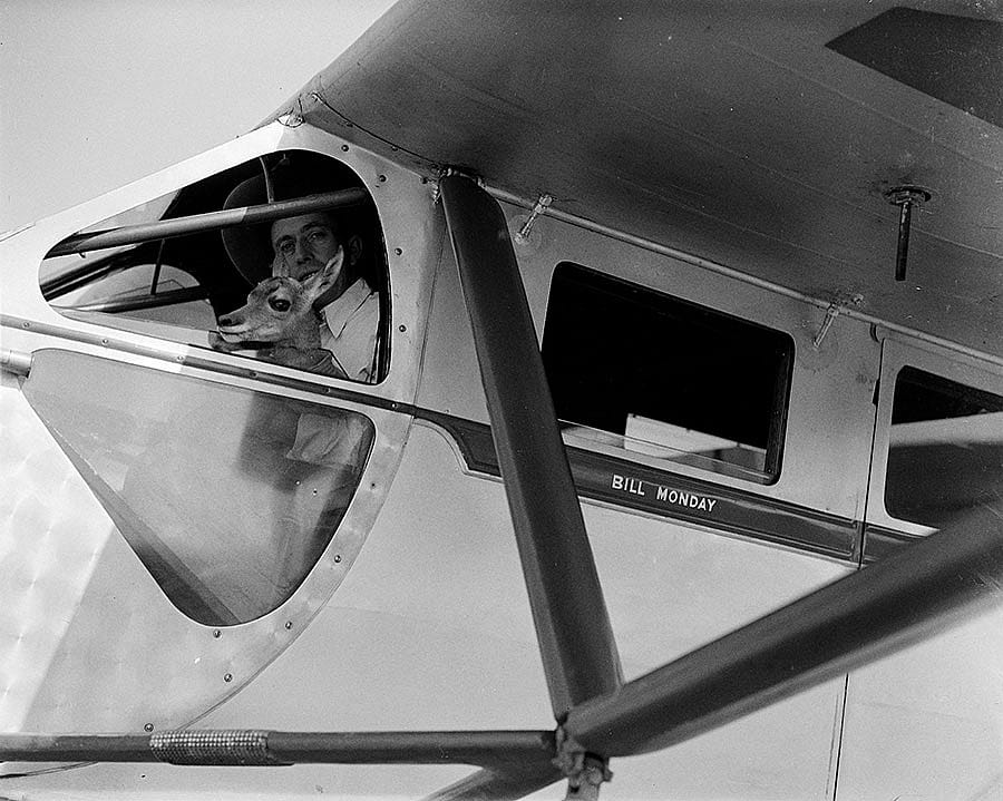 Belden photograph. Pronghorn antelope in the cockpit with pilot Bill Monday. PN.67.690a