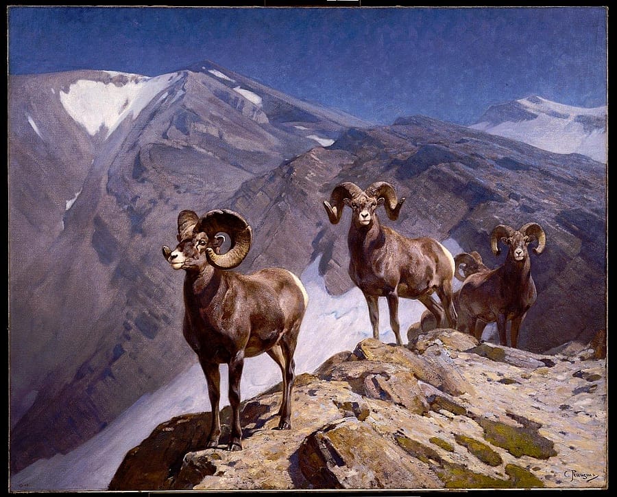 Carl Rungius's Bighorn Sheep