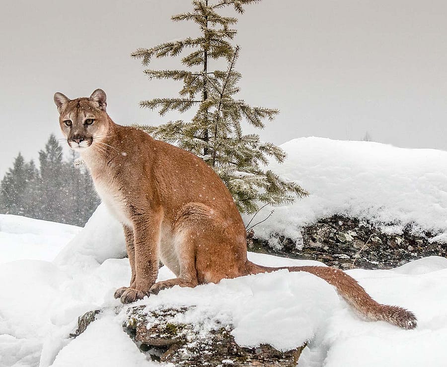 Cougars have tan coats and are the largest cat species in North America. Adult males weigh between 110 and 180 pounds, and females weigh between 80 and 130 pounds. Adult males measure 6 to 8 feet from nose to tail tip and females 5 to 7 feet. The most recognizable feature of the species is its long, heavy tail, which measures about one-third of its total length.