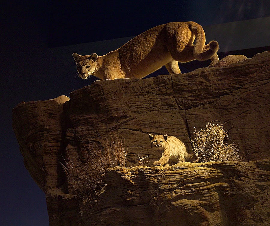 Mountain lion exhibit in the Draper Natural History Museum.