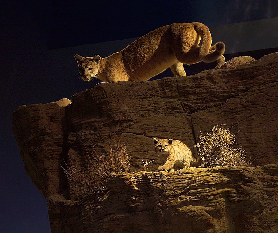 Mountain lion exhibit in the Draper Natural History Museum.