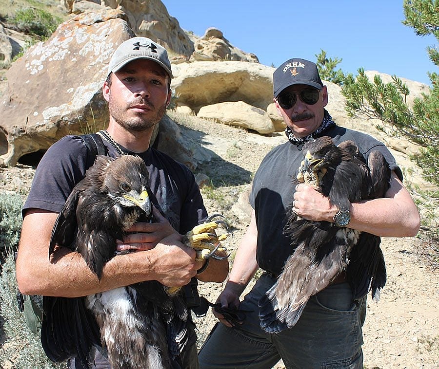 Research assistant Nate Horton and project director C.R. Preston (photograph by Richard Jones) with two recently captured eagles that will be banded and released.