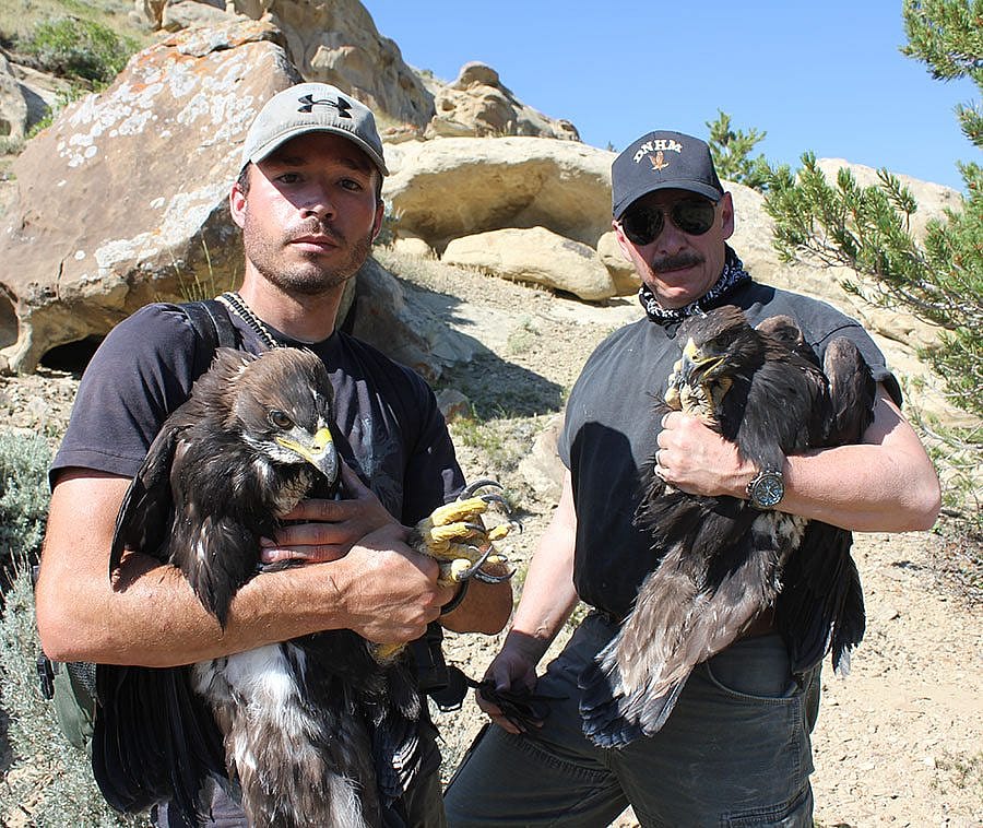 Research assistant Nate Horton and project director C.R. Preston (photograph by Richard Jones) with two recently captured eagles that will be banded and released.