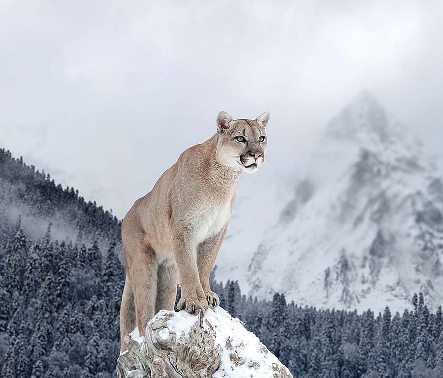The elusive and solitary cougar is also known by the names mountain lion, puma, and panther.