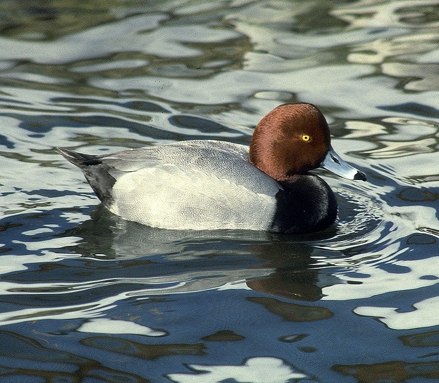 Treasures blog 096: Red-headed duck photo. SL.301.11.74