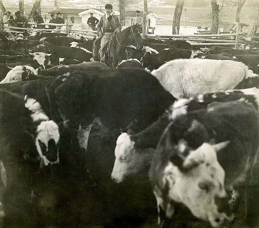 Away from the Wild West between seasons late in 1903 or early 1904, Buffalo Bill headed out to the TE Ranch with friends but still had work to do. Here, he examines a herd of cattle while his guests look on. Photograph by Irving R. Bacon. MS 6 William F. Cody Collection. P.6.546.34