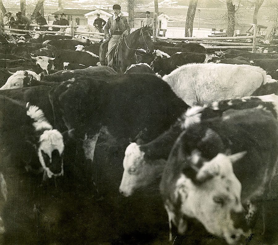 Away from the Wild West between seasons late in 1903 or early 1904, Buffalo Bill headed out to the TE Ranch with friends but still had work to do. Here, he examines a herd of cattle while his guests look on. Photograph by Irving R. Bacon. MS 6 William F. Cody Collection. P.6.546.34
