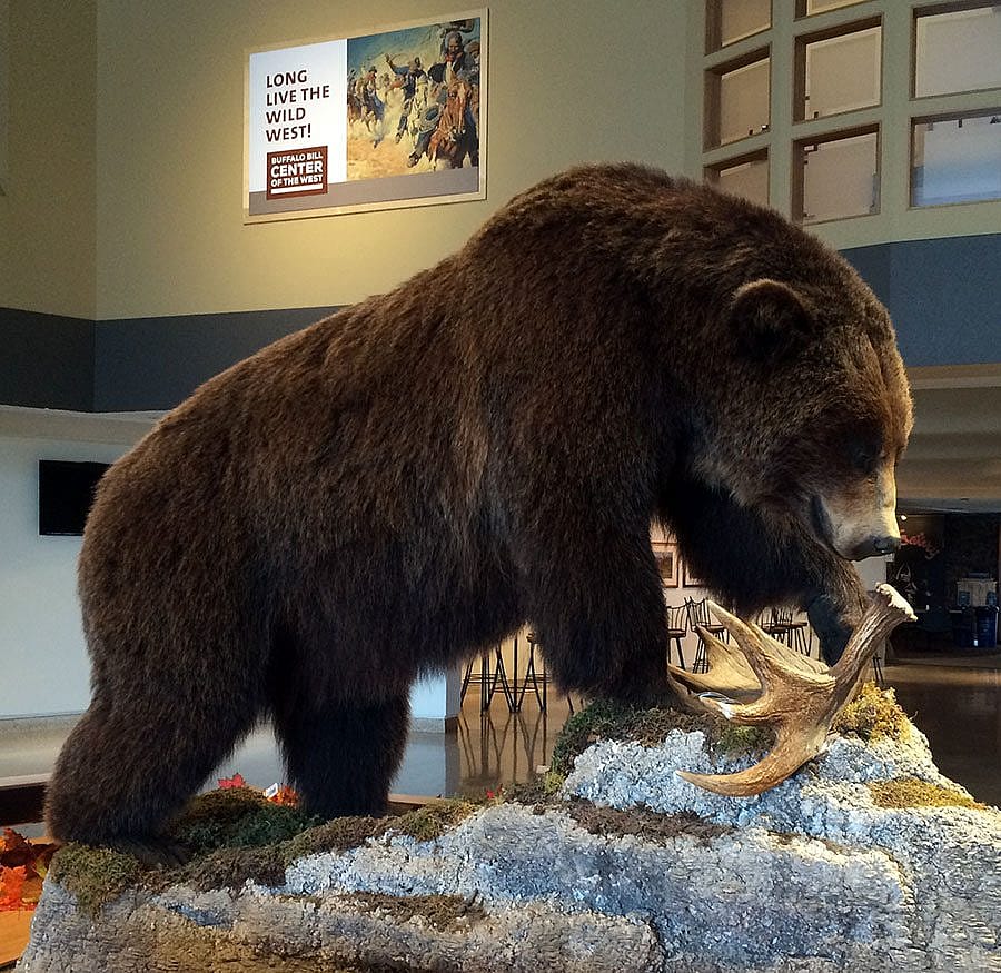 A Treasure from Our West: Grizzly bear. DRA.305.159