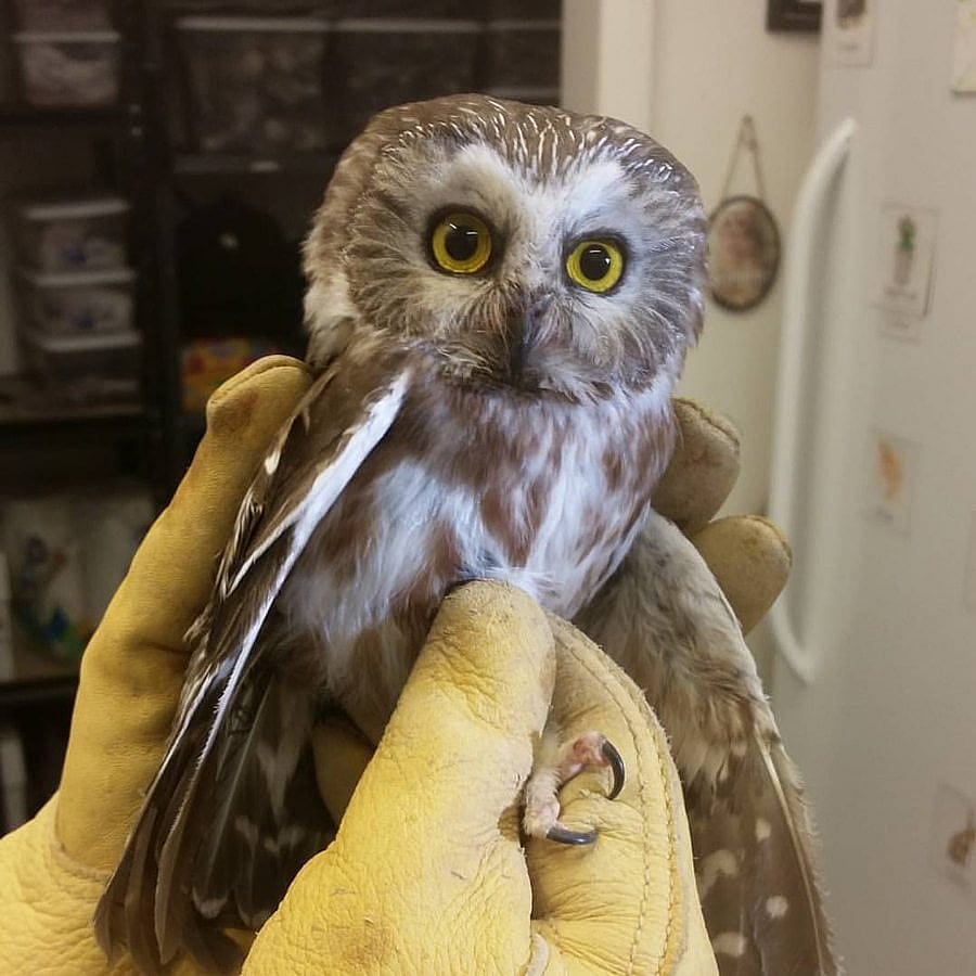 Draper Museum Raptor Experience's Saw-whet Owl held in a hand.