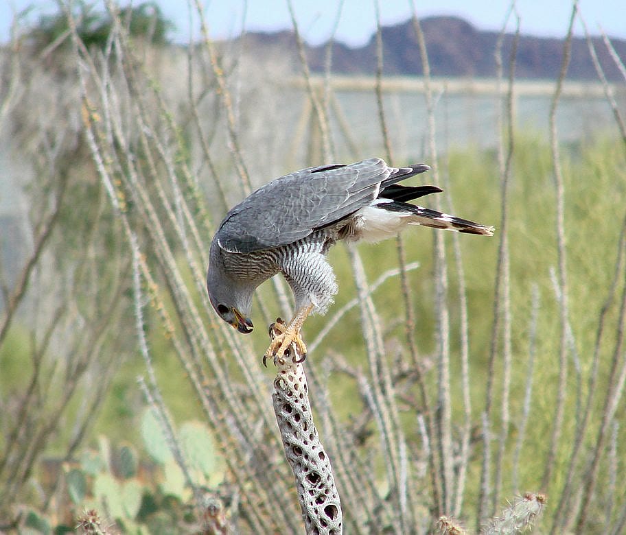 Gray Hawk perched and feeding on food reward for free flight.