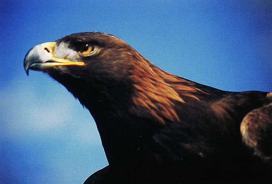 The ever-changing relationship between wildlife, like the grizzly or this golden eagle, and human cultures in the West is a key topic that will be addressed by the natural history museum. Photo by C.R. Preston.