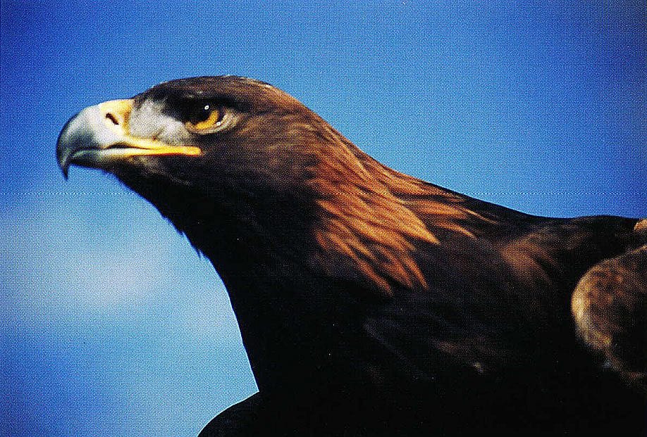 The ever-changing relationship between wildlife, like the grizzly or this golden eagle, and human cultures in the West is a key topic that will be addressed by the natural history museum. Photo by C.R. Preston.