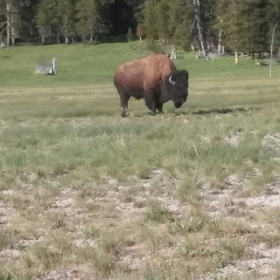 buffalo by Liz Bowers 6/9/2018