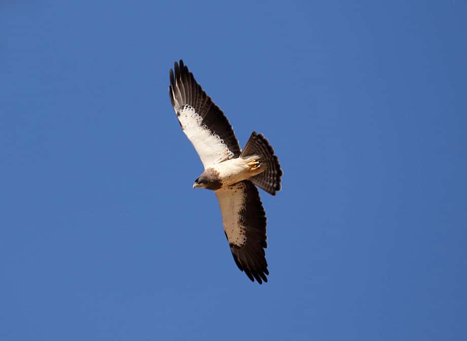 Photo shows the dark and light pattern of the underside of a Swainson's Hawk's wings.
