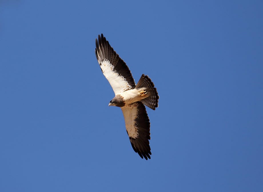 Photo shows the dark and light pattern of the underside of a Swainson's Hawk's wings.