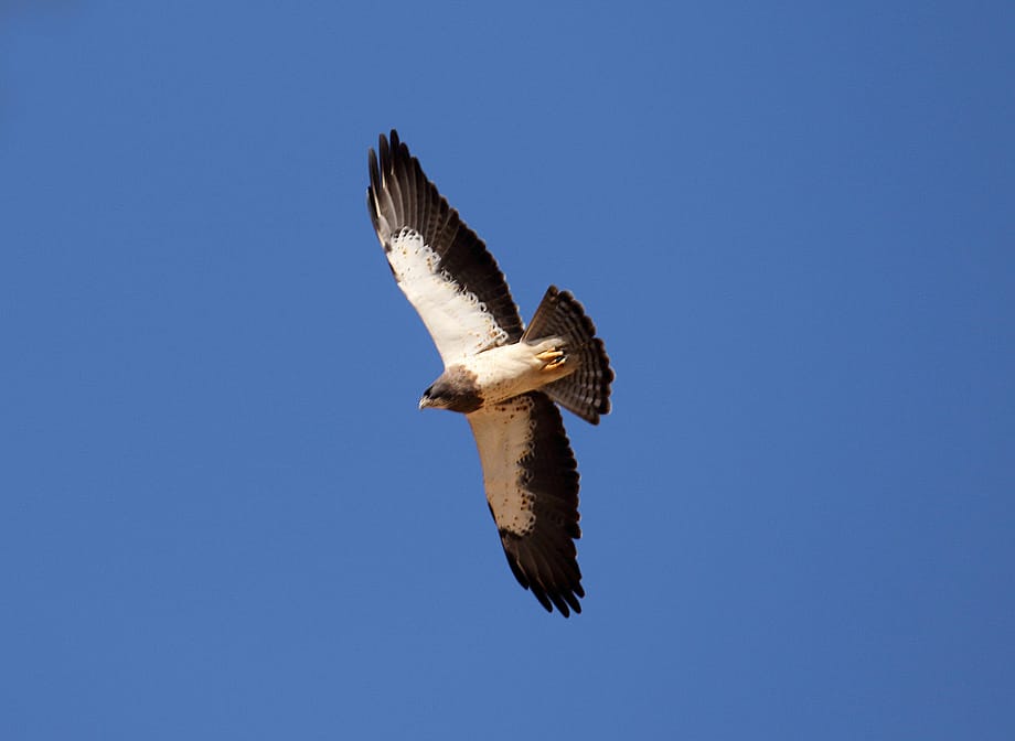 Photo shows the dark and light pattern of the underside of a Swainson's Hawk's wings.