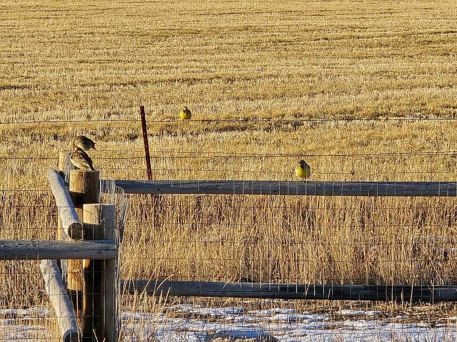 Meadowlarks on fence. Photo by Chloe Winkler.