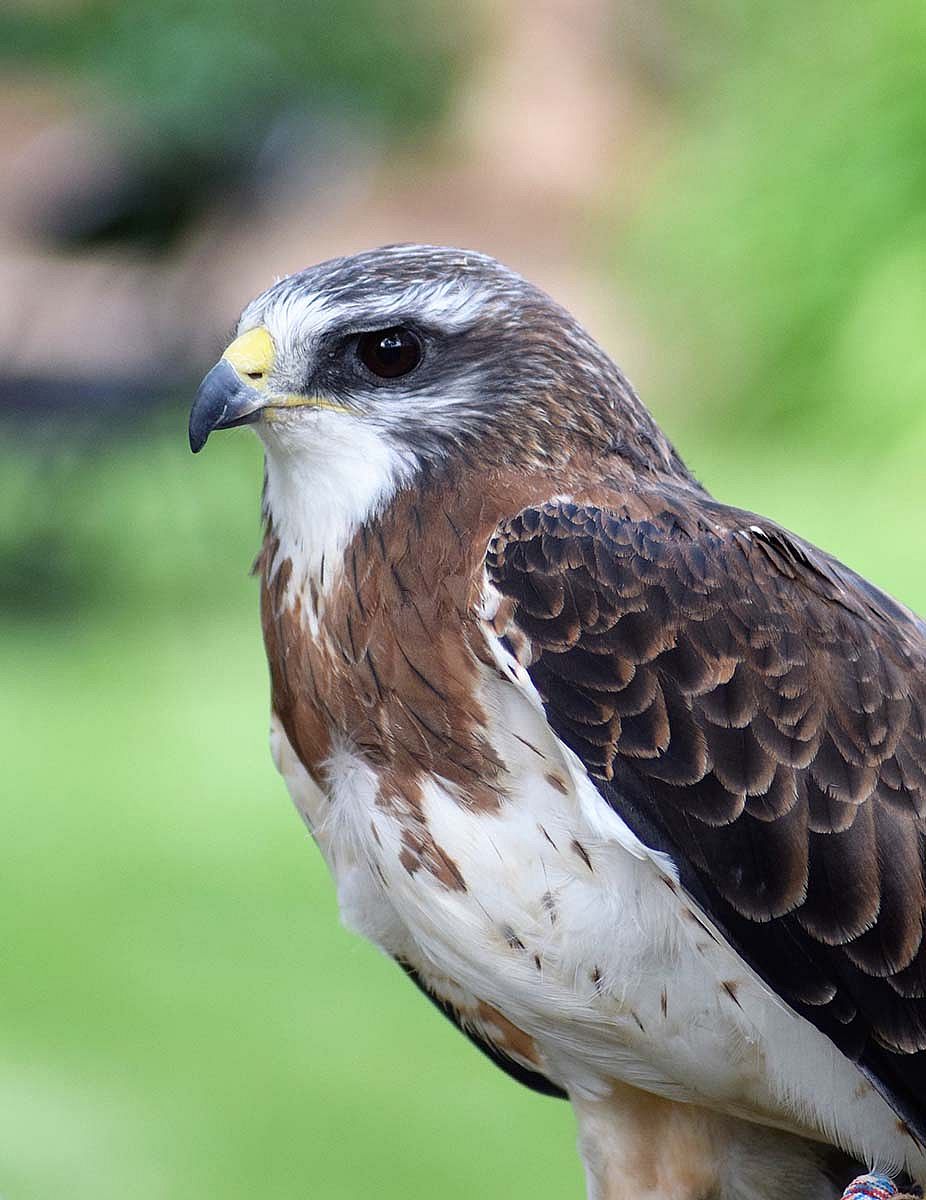 Draper Museum Raptor Experience: Hayden the Swainson's hawk