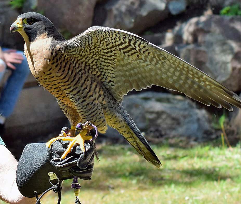 The Draper Museum Raptor Experience's Peregrine Falcon, perched on a glove. Photo used to demonstrate her toe positions.