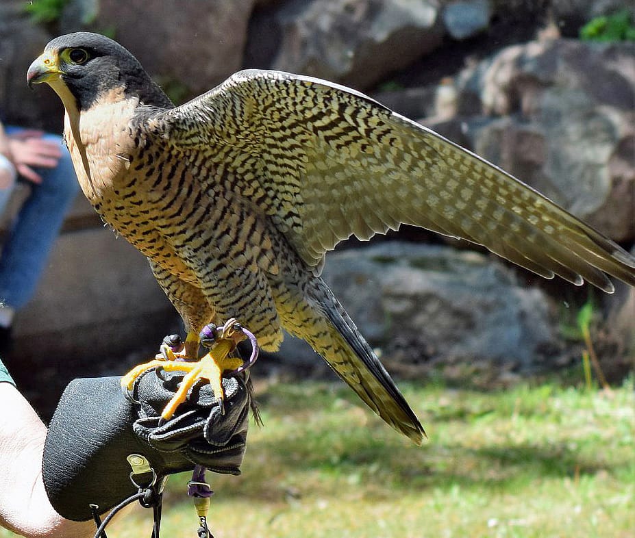 The Draper Museum Raptor Experience's Peregrine Falcon, perched on a glove. Photo used to demonstrate her toe positions.