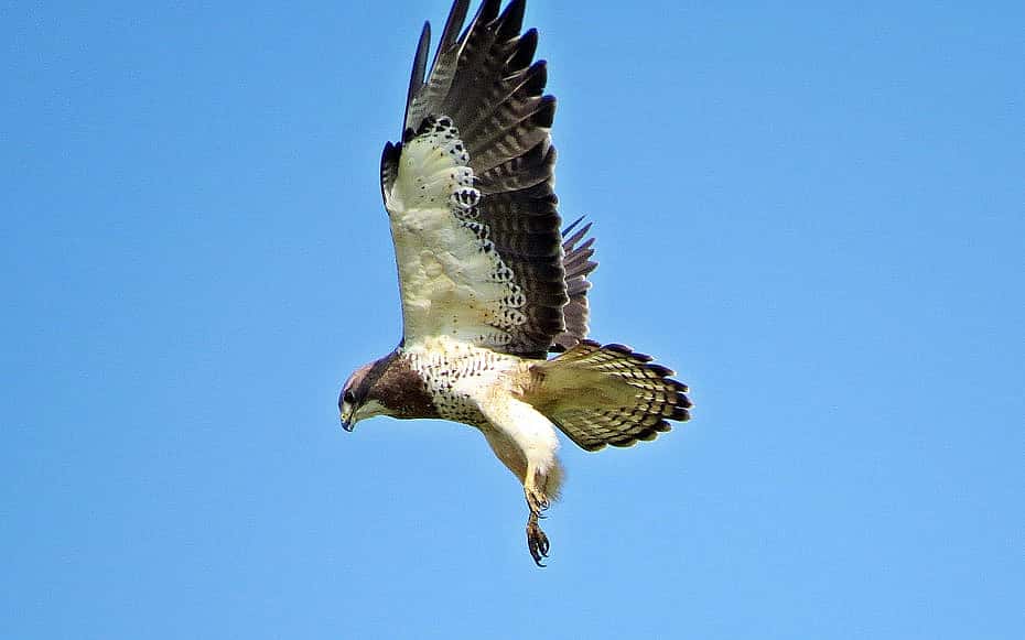 A Hovering Swainson's Hawk