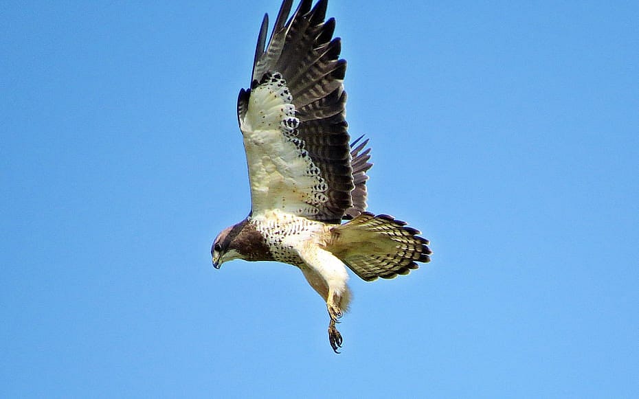 A Hovering Swainson's Hawk