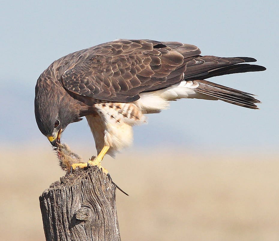 Swainson's with a Mammal Prrey During Breeding Season