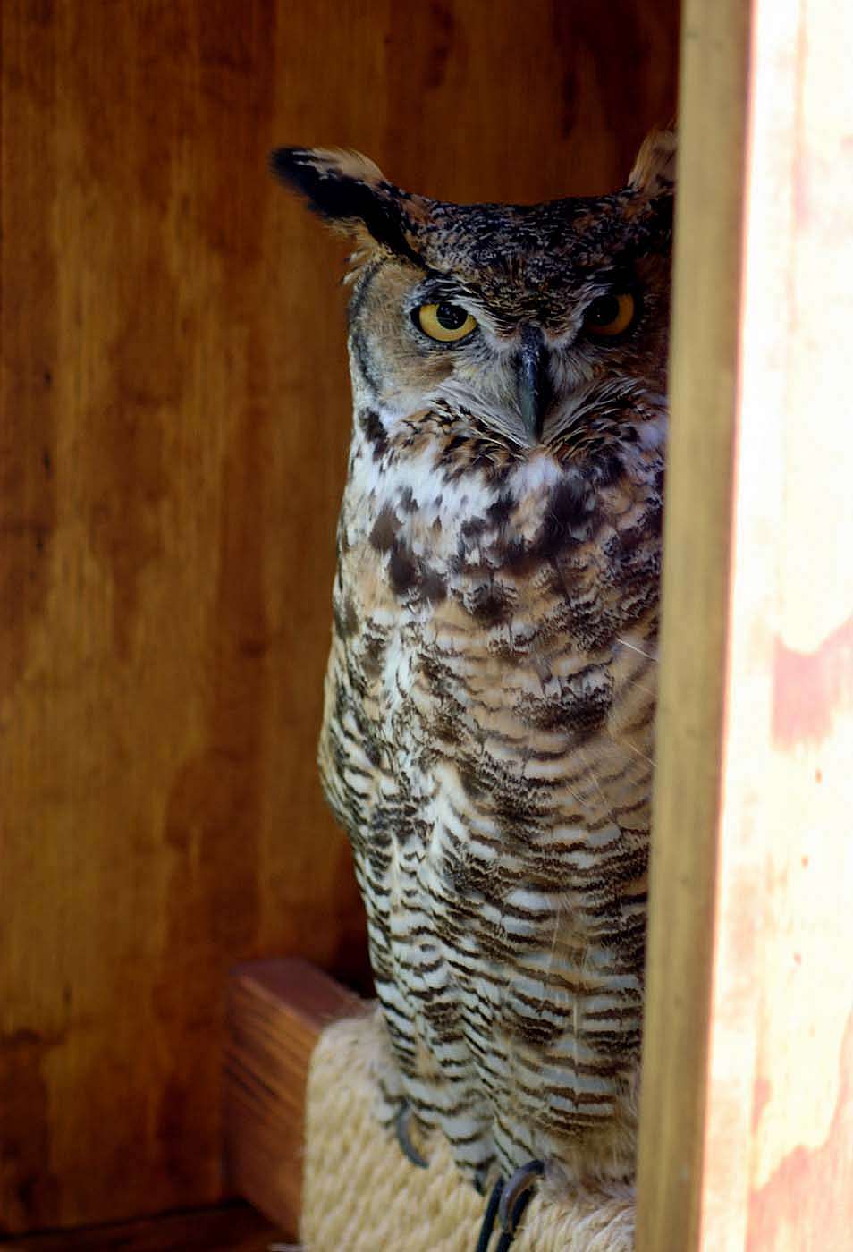 Draper Museum Raptor Experience: Teasdale the great horned owl