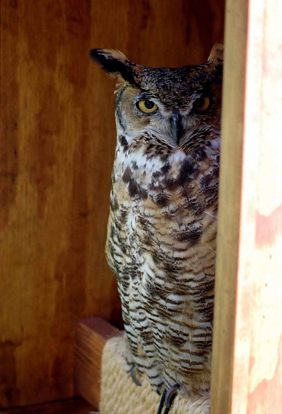 Draper Museum Raptor Experience: Teasdale the great horned owl