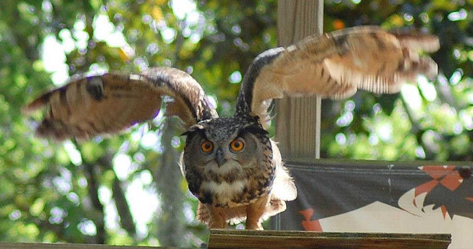 A Eurasian Eagle Owl taking off for a flight over the crowd.