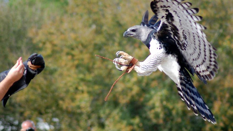 Harpy Landing 3