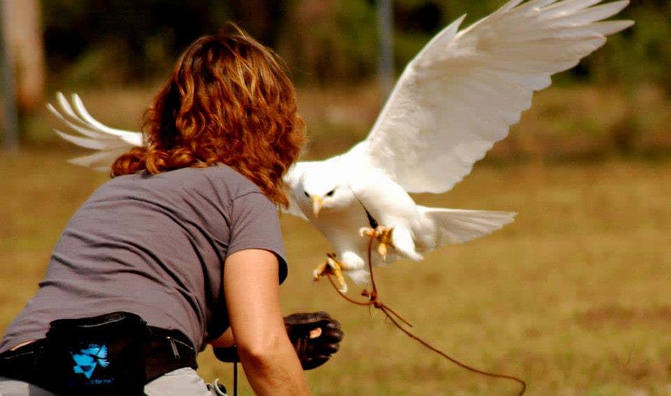Albino red-tailed hawk hopping