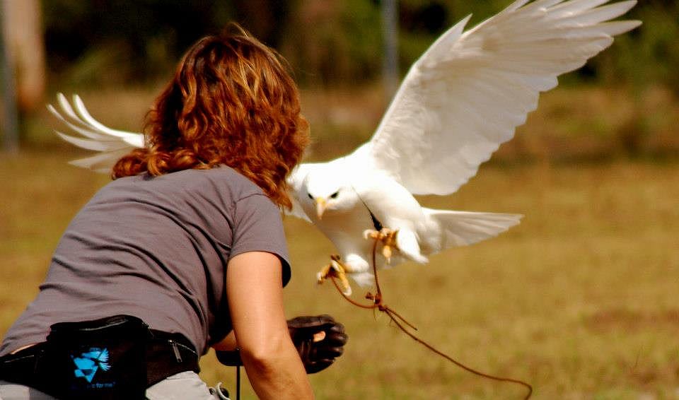 Albino red-tailed hawk hopping