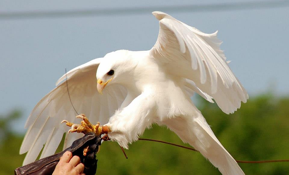 Landing