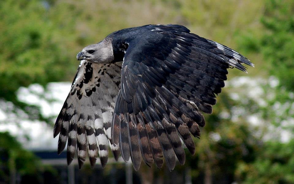 Harpy Flight All Wings 2